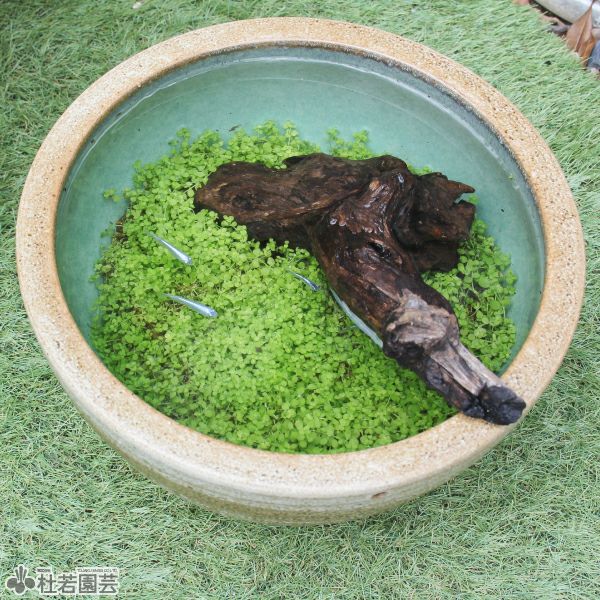 緑のじゅうたんビオトープキット - 信楽焼陶器鉢 | 杜若園芸WEB