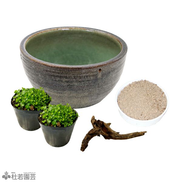 緑のじゅうたんビオトープキット - 信楽焼陶器鉢 | 杜若園芸WEB