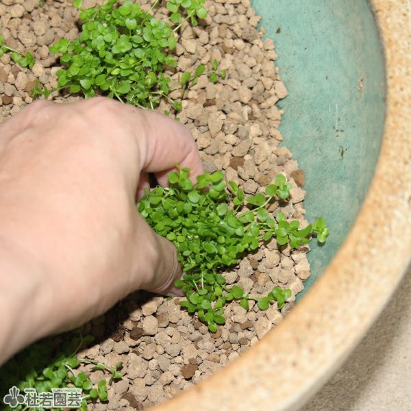 緑のじゅうたんビオトープキット - 信楽焼陶器鉢 | 杜若園芸WEB