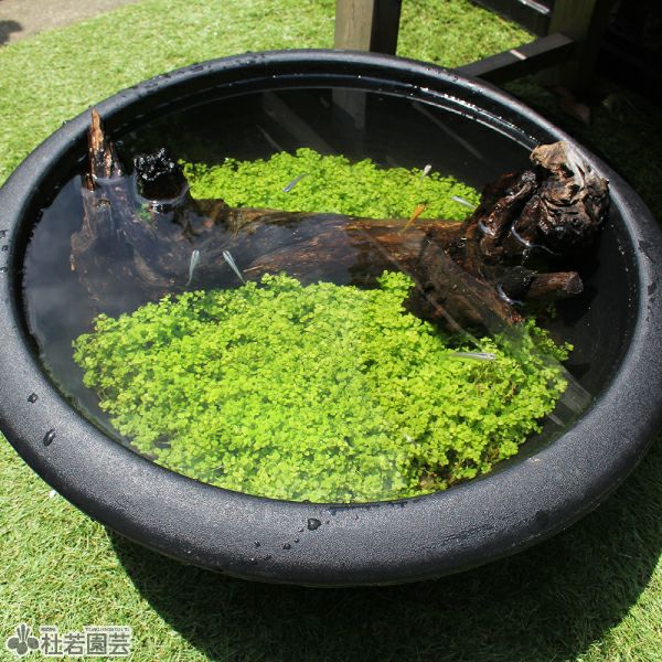 緑のじゅうたんビオトープキット - プラ製鉢(大) | 杜若園芸WEB