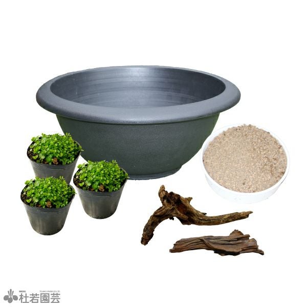 緑のじゅうたんビオトープキット - プラ製鉢(大) | 杜若園芸WEB