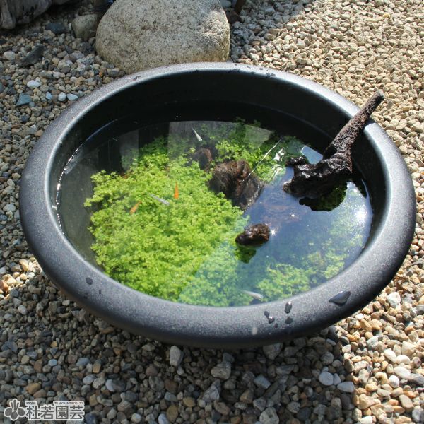 緑のじゅうたんビオトープキット - プラ製鉢(小) | 杜若園芸WEB