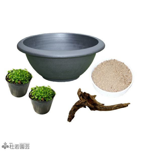 緑のじゅうたんビオトープキット - プラ製鉢(小) | 杜若園芸WEB