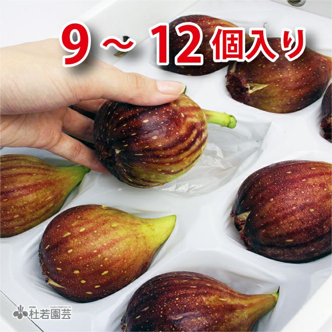 いちじく 予約】 超特選！完熟いちじく (9～12個入)【送料無料】 | 杜若園芸WEB