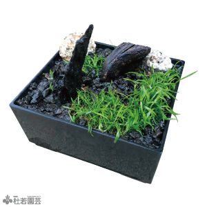 浄化石入り 水中箱庭水草（大） | 杜若園芸WEBショップ｜水草の生産