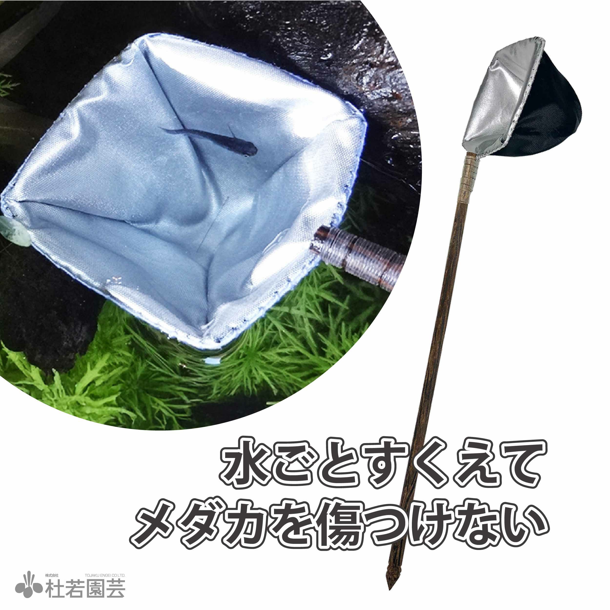 オロチメダカ　幼魚若魚　容器水草込み Amazon | 【めだか物語】オロチめだか 未選別 稚魚 SS～Sサイズ 10匹