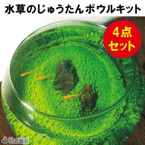 水草のじゅうたんボウルキット | 杜若園芸WEBショップ｜水草の生産販売