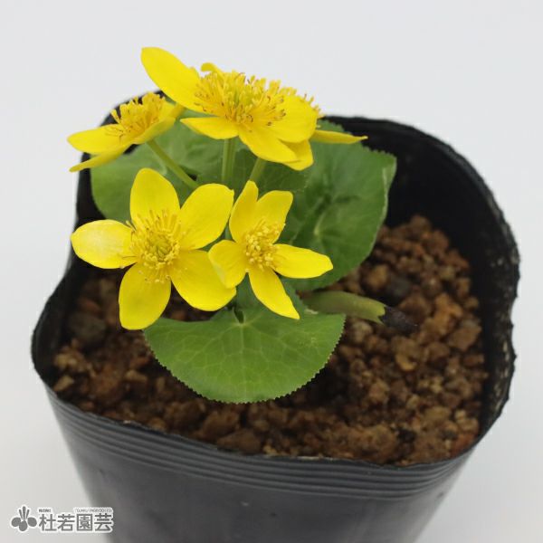 山野草 ヒメリュウキンカ 蕾付き ポット苗発送 2026年最新】ヒメ