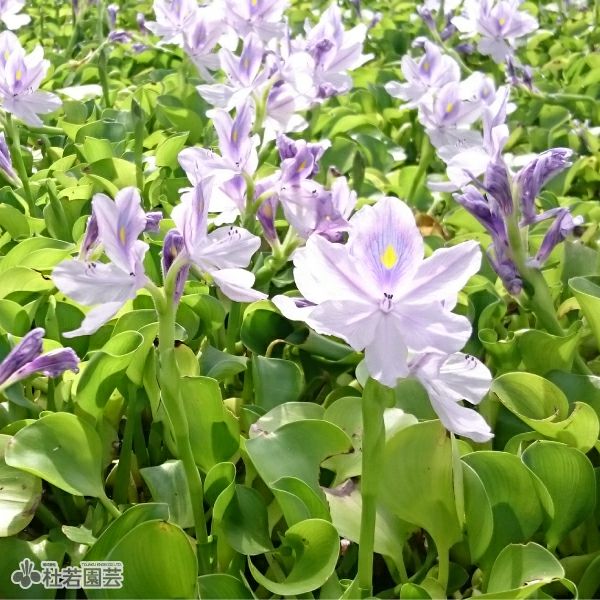 水生植物】 ミニホテイアオイ 50個セット | 杜若園芸WEBショップ｜水草