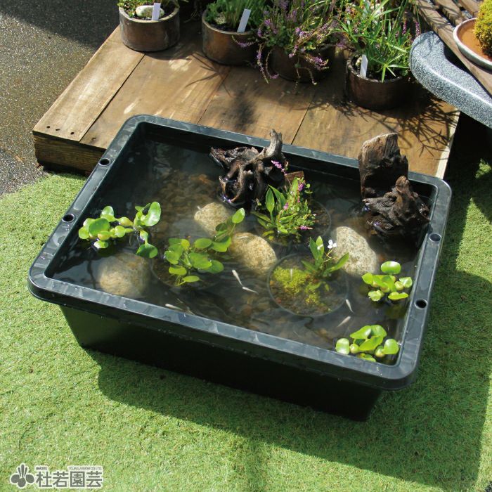 メダカ繁殖ビオトープセット | 杜若園芸WEBショップ|水草の生産販売 メダカ繁殖ビオトープセット | 杜若園芸WEBショップ|水草の生産販売