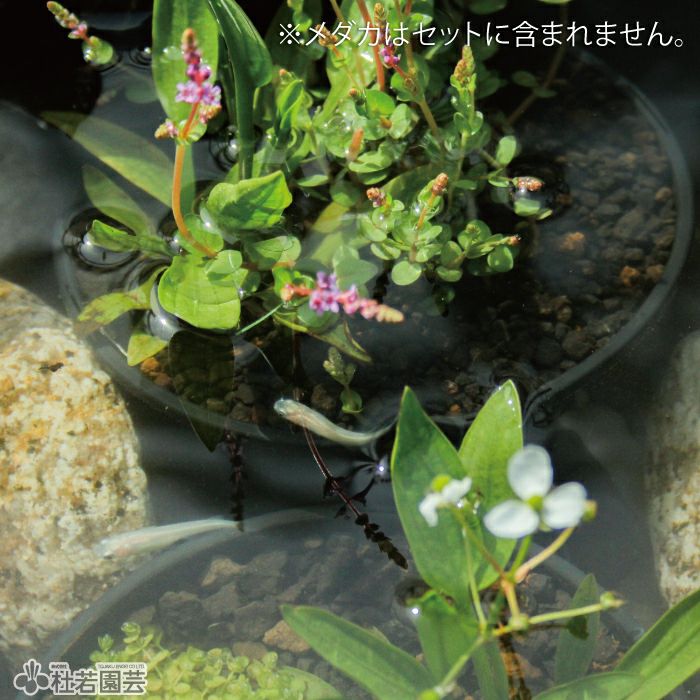 メダカ繁殖ビオトープセット | 杜若園芸WEBショップ｜水草の生産販売