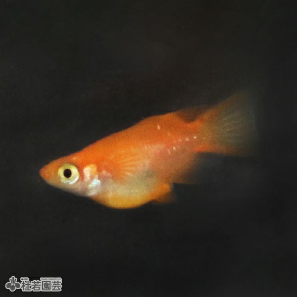 【遊楽園メダカ】現物出品　めだか　初恋　２０匹　①　　　　　　　