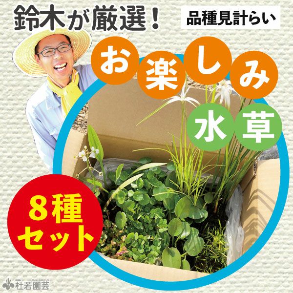 鈴木が厳選！お楽しみ日本の水草4品種セット (品種見計らい) | 杜若