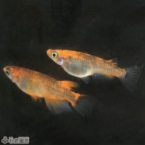 華蓮(かれん) 1匹 【メダカ、めだか】 | 杜若園芸WEBショップ｜水草の