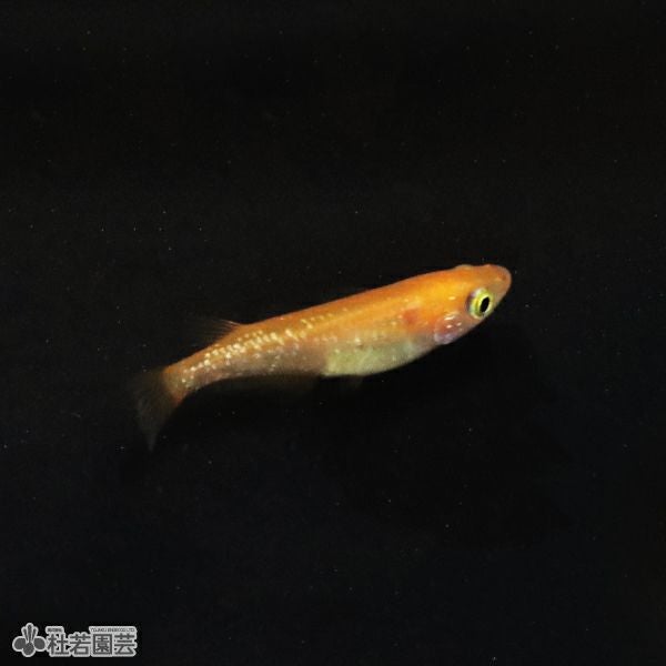 紅帝ラメヒレ長 【メダカ、めだか】 | 杜若園芸WEBショップ｜水草の