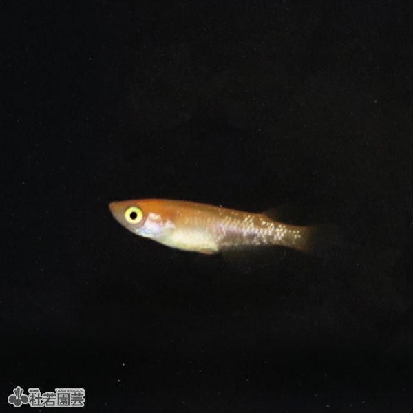 紅帝ラメヒレ長 【メダカ、めだか】 | 杜若園芸WEBショップ｜水草の