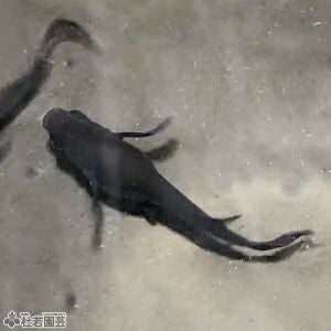 サタン 1匹 【メダカ、めだか】 | 杜若園芸WEBショップ｜水草の生産