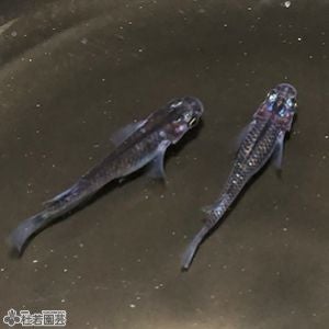 女雛メダカ！！　1匹800円！　おまけ付き　めだか 000000003285-01.jpg?size=l&w=