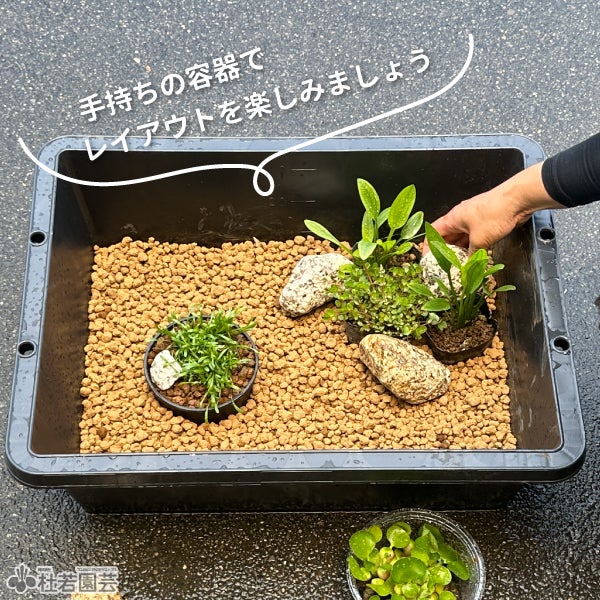 ビオトープコーディネートセット | 杜若園芸WEBショップ｜水草の生産