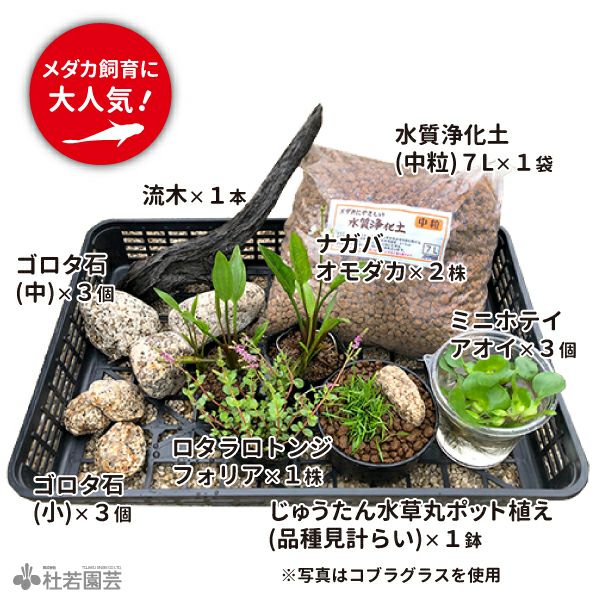 京の高級木枠（大）つき ビオトープコーディネートセット | 杜若園芸