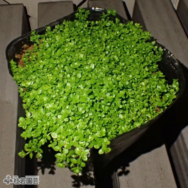 水生植物】キューバパールグラス | 杜若園芸WEBショップ｜水草の生産