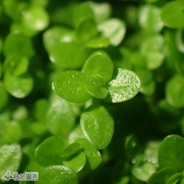 水生植物】キューバパールグラス | 杜若園芸WEBショップ｜水草の生産