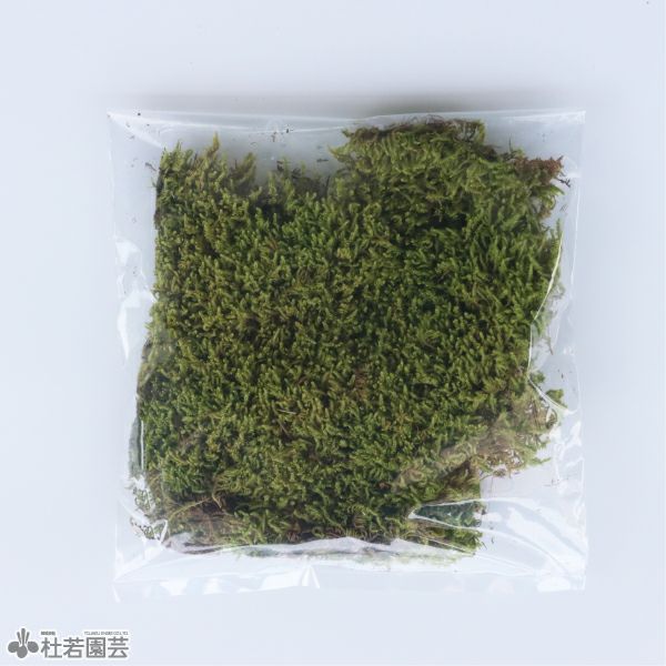 苔玉用ハイゴケ | 杜若園芸WEBショップ｜水草の生産販売【通販ショップ】