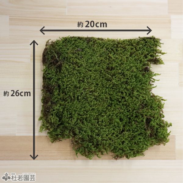苔玉用ハイゴケ | 杜若園芸WEBショップ｜水草の生産販売【通販ショップ】