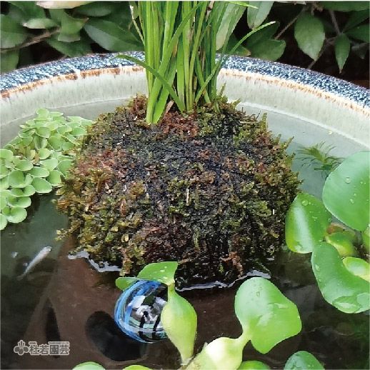 苔玉用ハイゴケ | 杜若園芸WEBショップ｜水草の生産販売【通販ショップ】