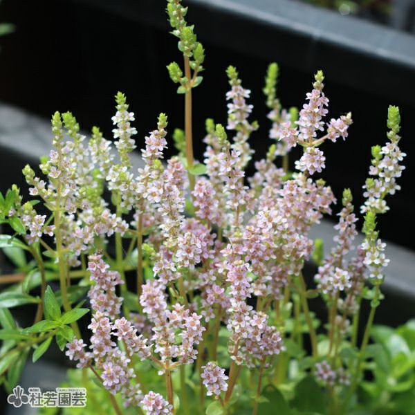 露草 水生植物】グリーンロタラ | 杜若園芸WEBショップ｜水草の生産販売
