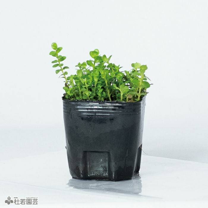 水生植物】グリーンロタラ | 杜若園芸WEBショップ｜水草の生産販売