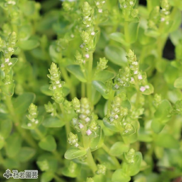 水生植物】グリーンロタラ | 杜若園芸WEBショップ｜水草の生産販売