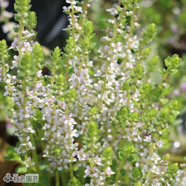 水生植物】グリーンロタラ | 杜若園芸WEBショップ｜水草の生産販売