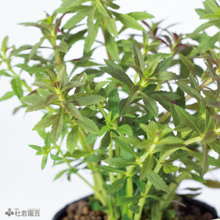水生植物】シソクサsp. | 杜若園芸WEBショップ｜水草の生産販売【通販