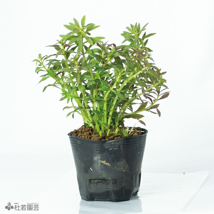 水生植物】シソクサsp. | 杜若園芸WEBショップ｜水草の生産販売【通販