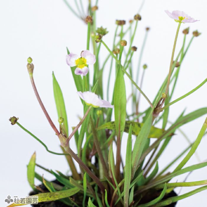 水生植物】 カンナ グラウカ 12cmP | 杜若園芸WEBショップ｜水草の生産