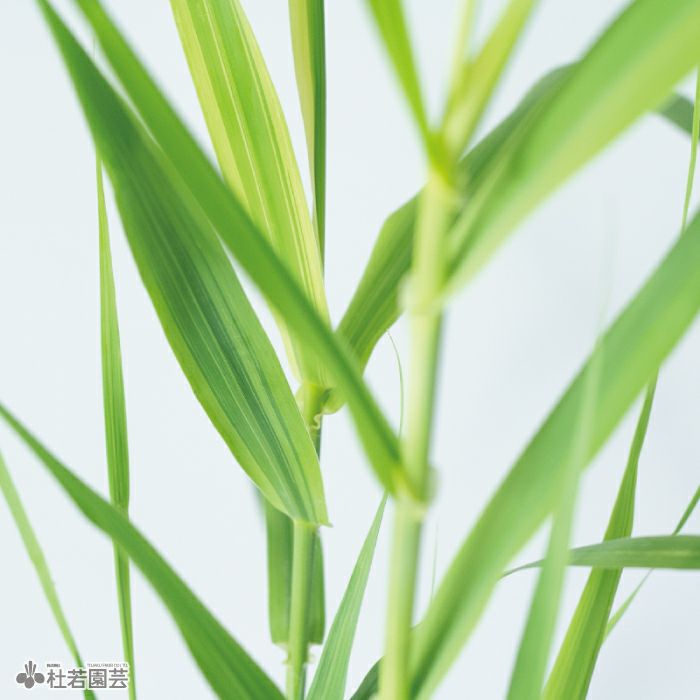 水生植物】 オオオニバスの種 5粒入り | 杜若園芸WEBショップ｜水草の