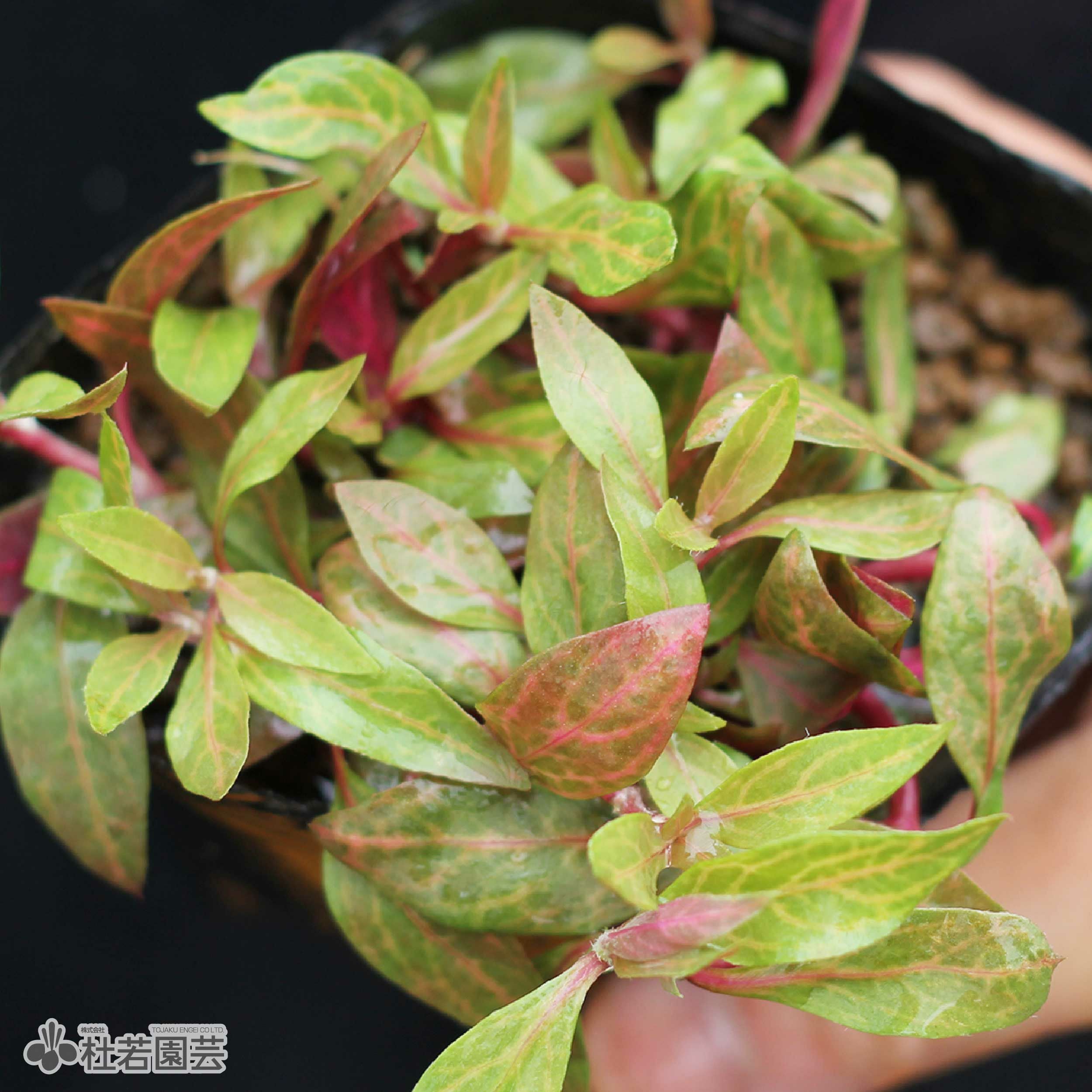 水生植物】アルテルナンテラレインキー（アレックス） | 杜若園芸WEB