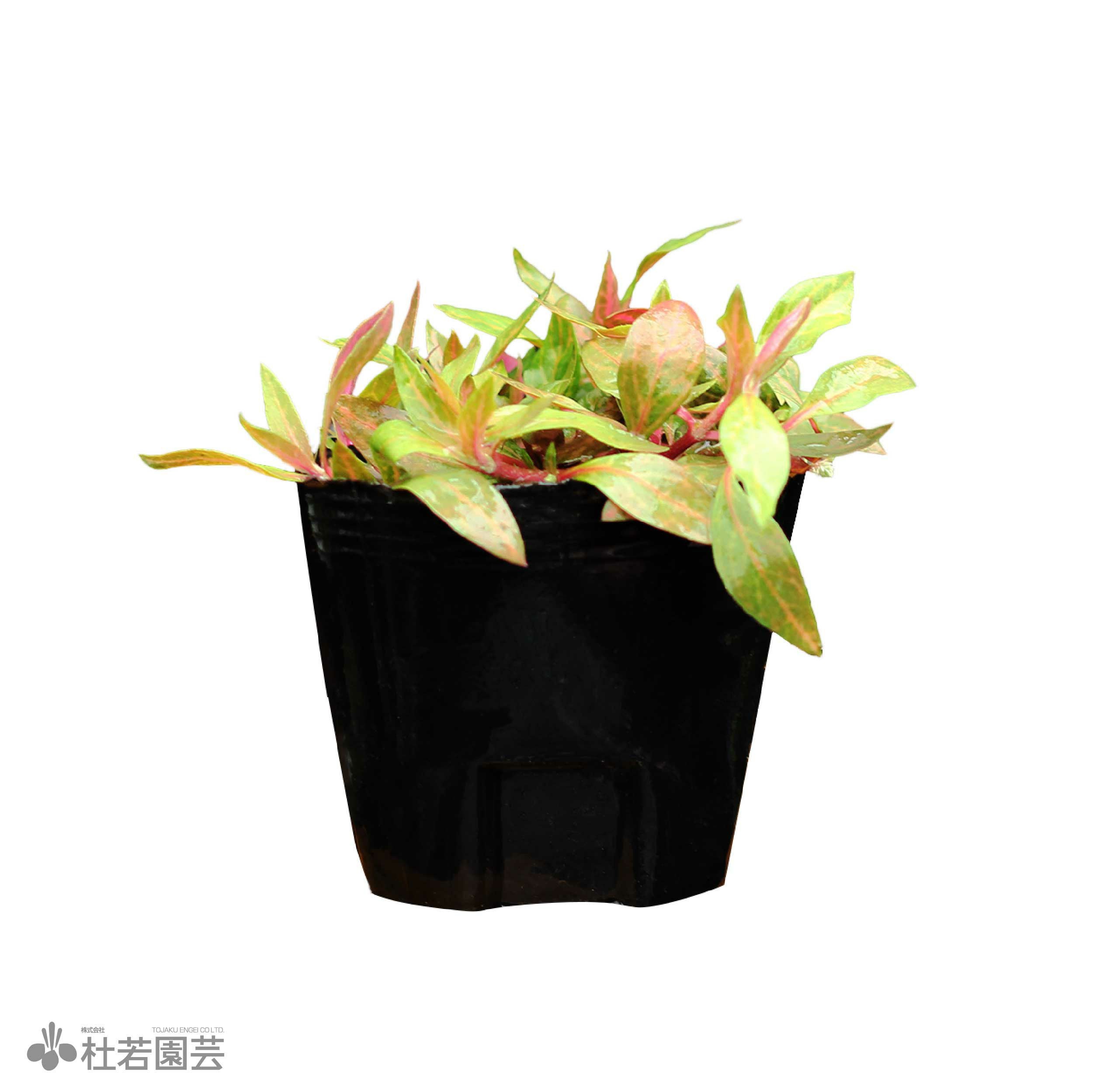 水生植物】アルテルナンテラレインキー（アレックス） | 杜若園芸WEB