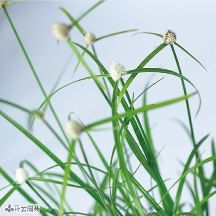 水生植物】ホシクサsp.クチ | 杜若園芸WEBショップ｜水草の生産販売