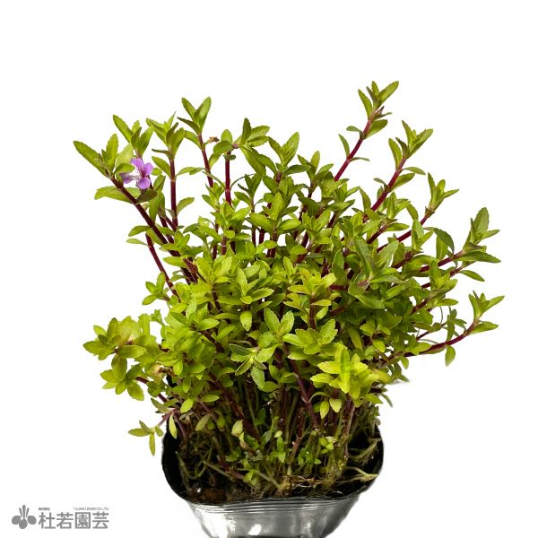 水生植物】リムノフィラアロマチカ | 杜若園芸WEBショップ｜水草の生産