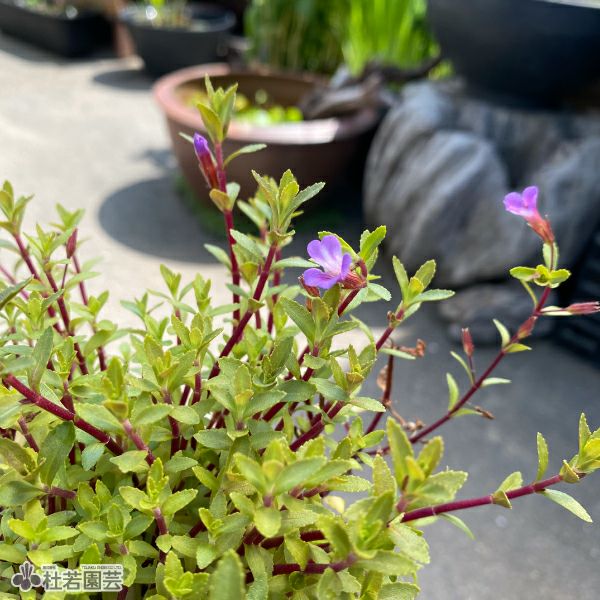 水生植物】リムノフィラアロマチカ | 杜若園芸WEBショップ｜水草の生産