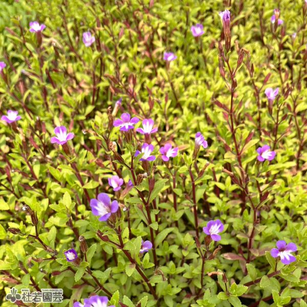 水生植物】リムノフィラアロマチカ | 杜若園芸WEBショップ｜水草の生産