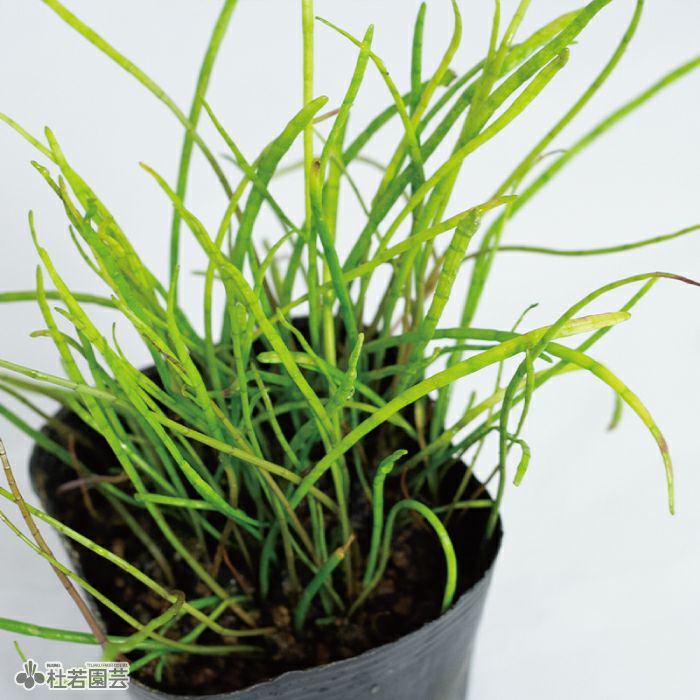 水生植物】ホシクサsp.クチ | 杜若園芸WEBショップ｜水草の生産販売