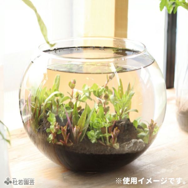 グラス容器 ボール型（特大）Φ24x19cm | 杜若園芸WEBショップ｜水草の