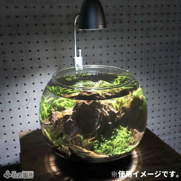 グラス容器 ボール型（特大）Φ24x19cm | 杜若園芸WEBショップ｜水草の