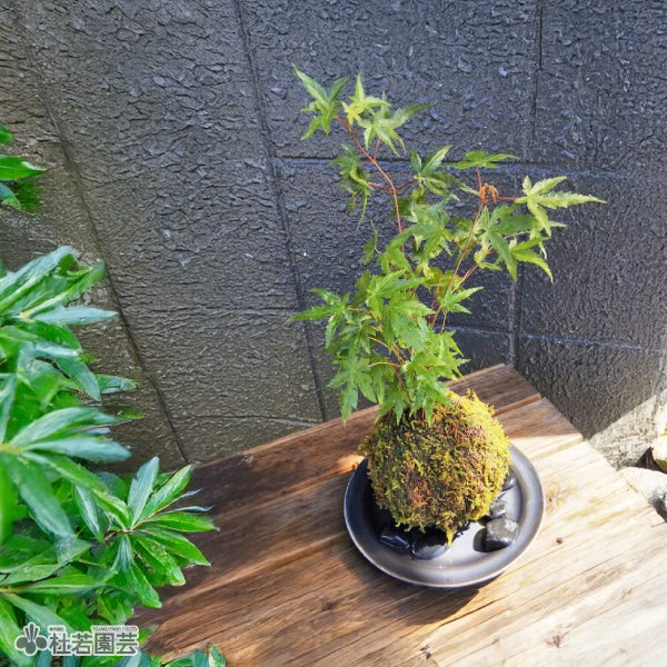 テラリウム最適用土 1リットル 【苔、コケ、こけ】 | 杜若園芸WEB