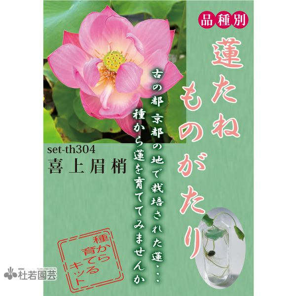 蓮（ハス）の種子の通販（販売） | 杜若園芸WEBショップ｜水草の生産