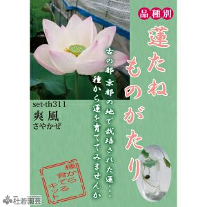 蓮（ハス）の種子の通販（販売） | 杜若園芸WEBショップ｜水草の生産