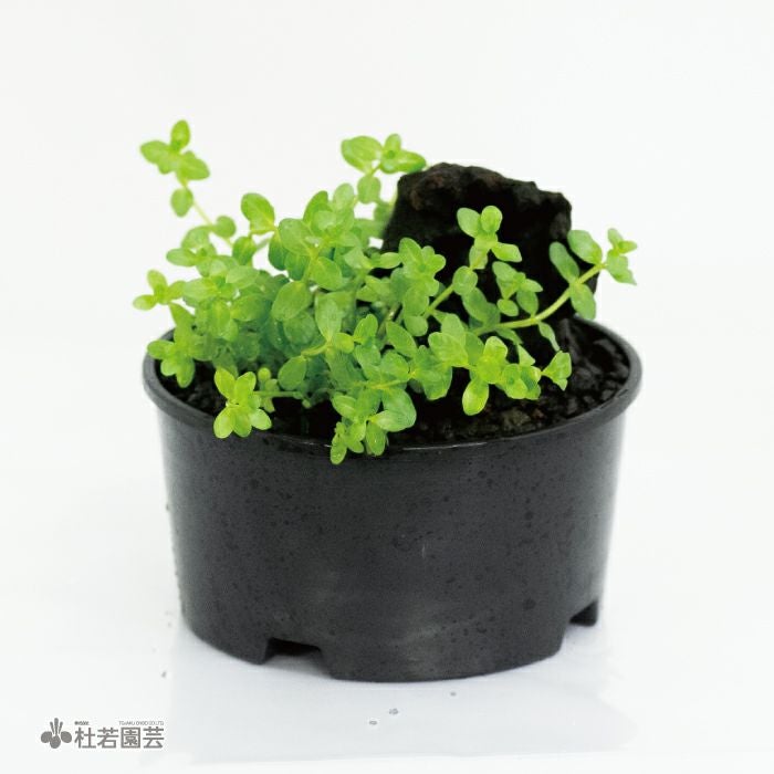流木入り】メダカ水中用丸ポットB（グリーンロタラ） | 杜若園芸WEB